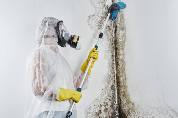 Best Affordable Mold Removal  in Rushville, IN