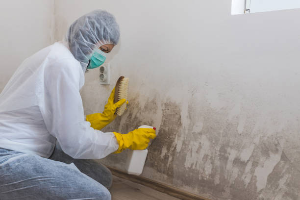Best Mold Damage Repair  in Rushville, IN