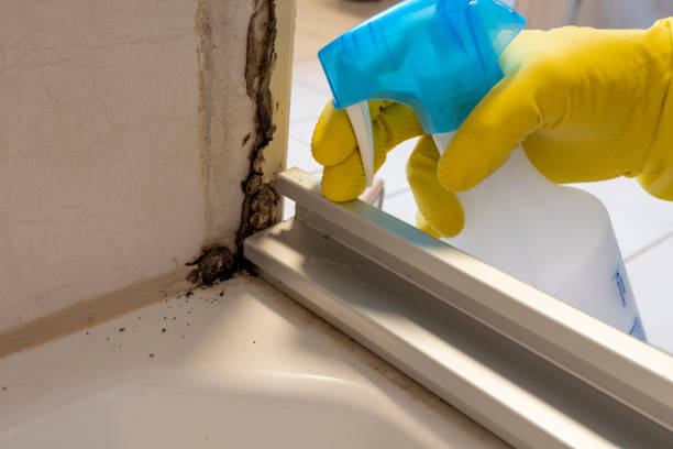 Best Mold Removal Specialists  in Rushville, IN