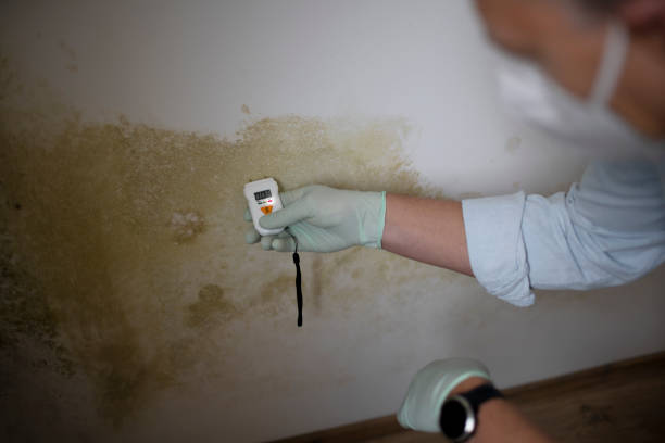  Rushville, IN Mold Removal Pros