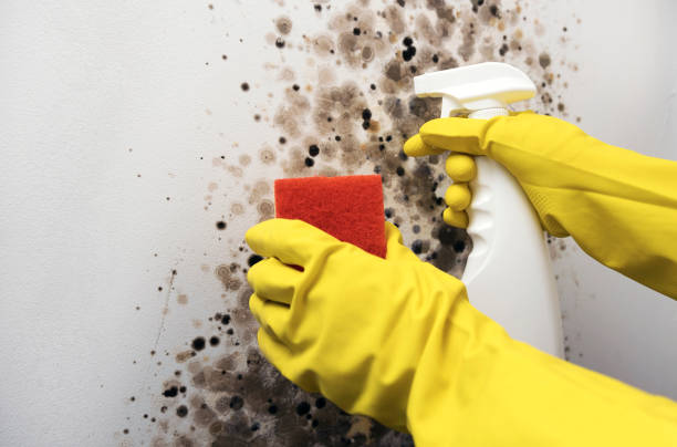 Trusted Rushville, IN Mold Removal Experts