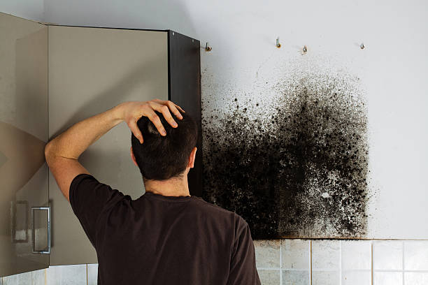 Best Best Mold Removal Companies  in Rushville, IN