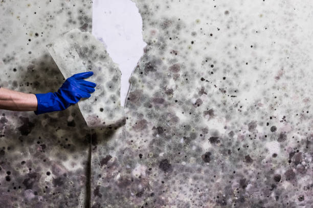 Best Fast Mold Removal  in Rushville, IN