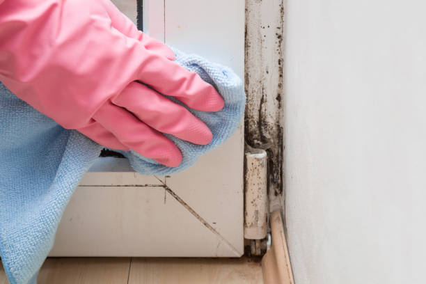 Best Toxic Mold Removal  in Rushville, IN